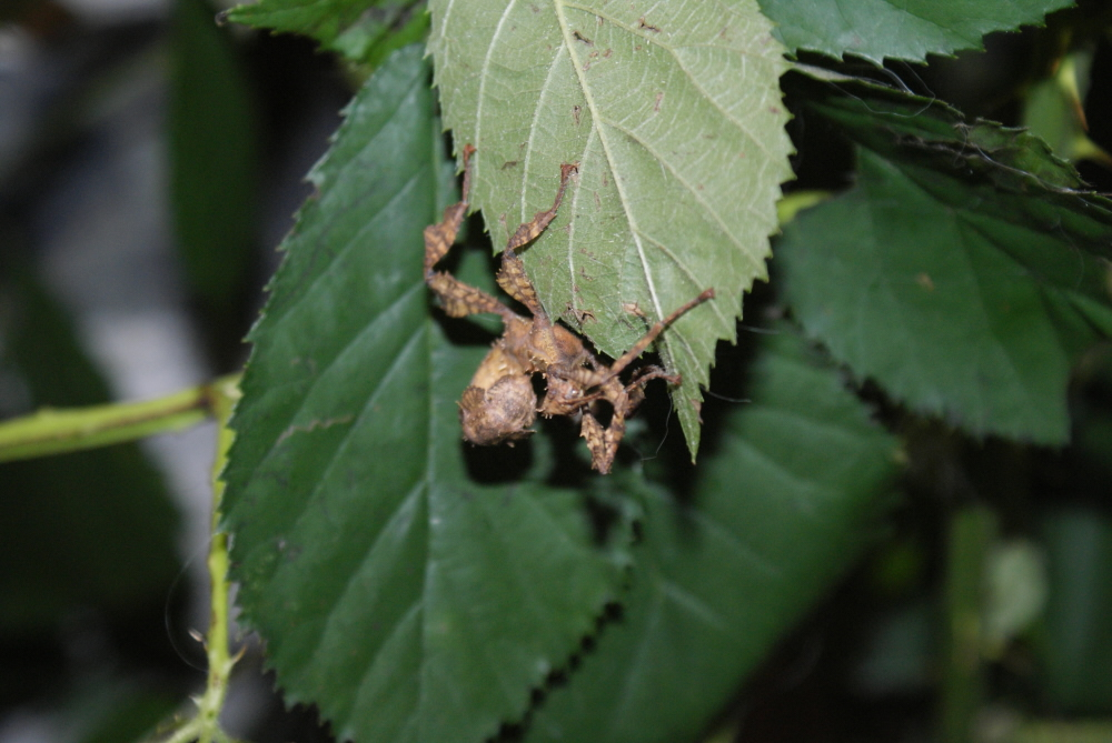 Extatosoma tiaratum