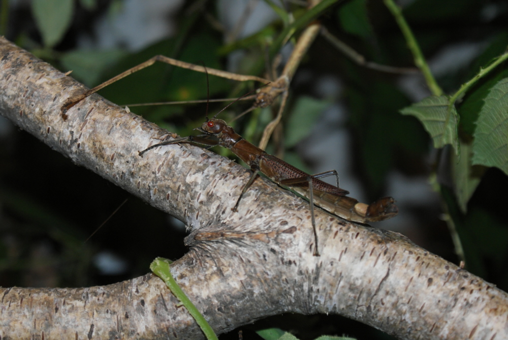 Orthomeria sp. "Sierra Madre, Luzon"