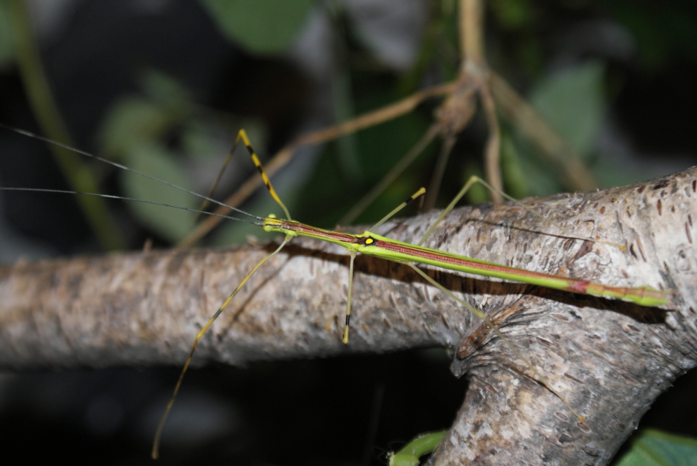 Necroscia annulipes