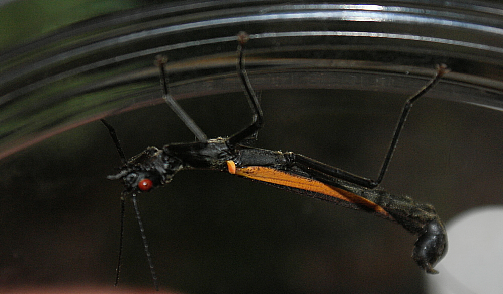 Orthomeria sp. "Sierra Madre, Luzon" - sameček